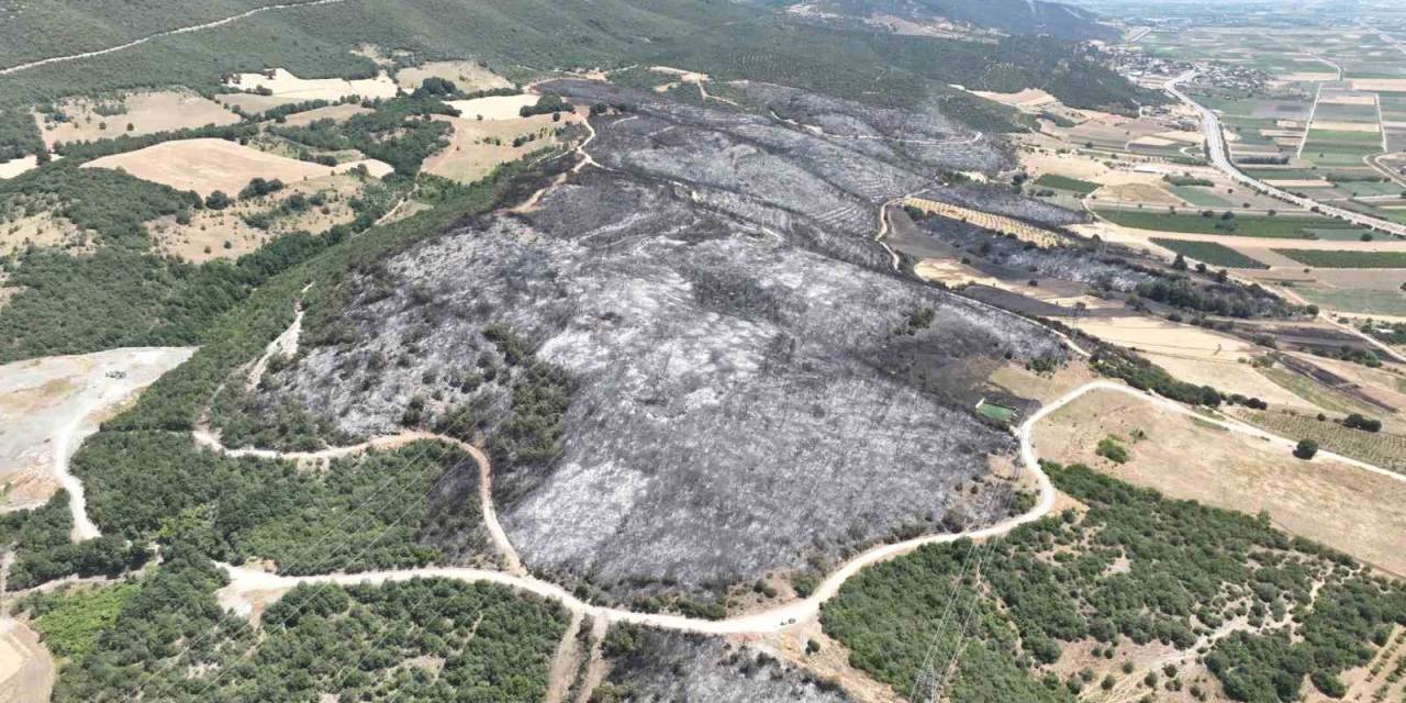 Bursa’daki Yangınlarda 65 Hektar Küle Döndü