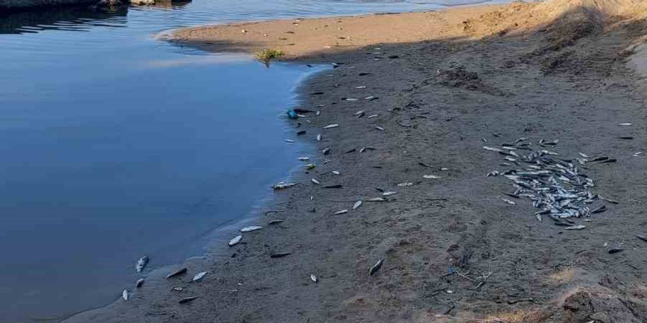 Manavgat’ta Balık Ölümleri Alarm Verdi, Kimyasal Kirlilik İnceleniyor