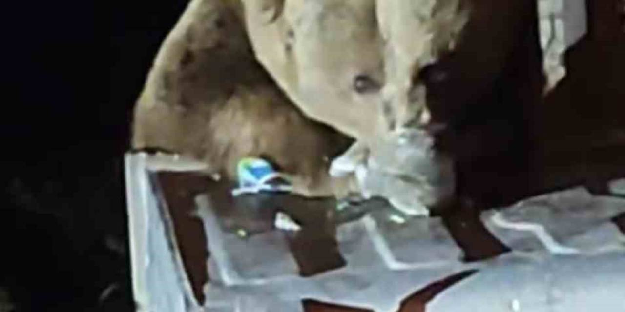 Uludağ’da Aç Kalan Ayı Çöplere Dadandı