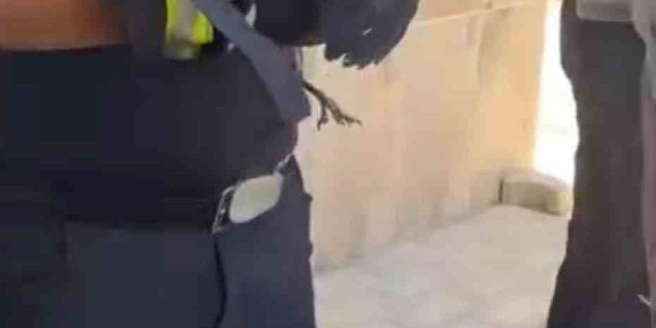 Bursa’da Yürekleri Isıtan Kurtarma Yavru Karga Ağaca Sıkıştı, Çaresizce Bekledi