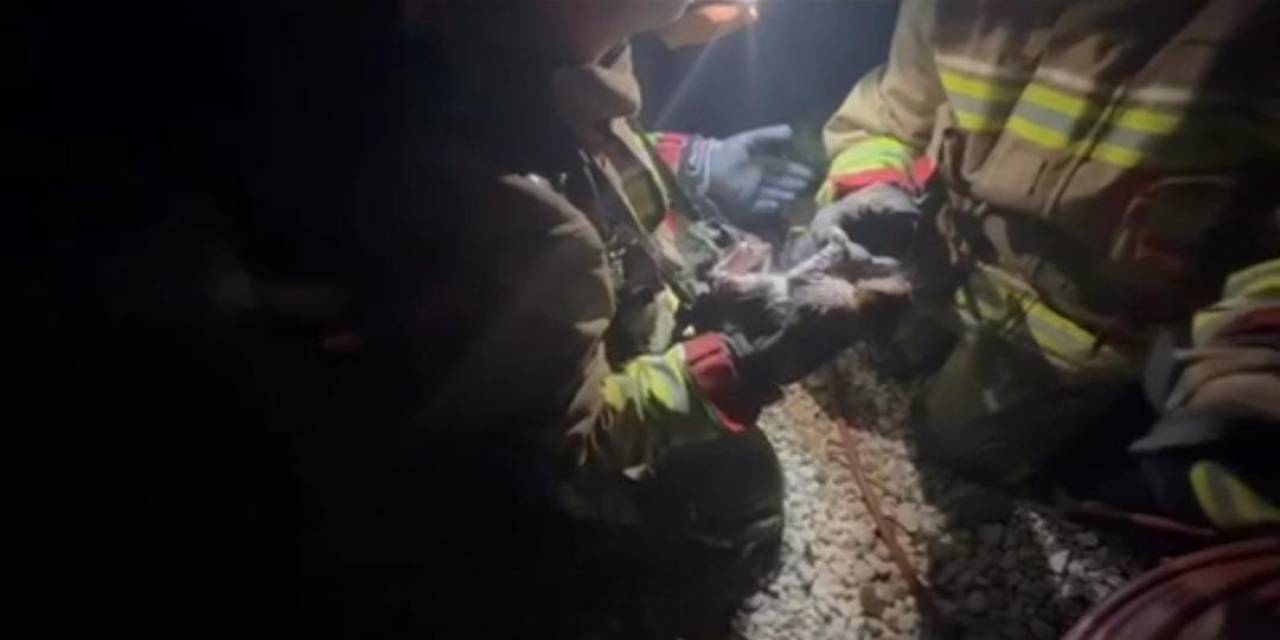 Yangında Mahsur Kalan Kediye Yürek Isıtan Şefkat