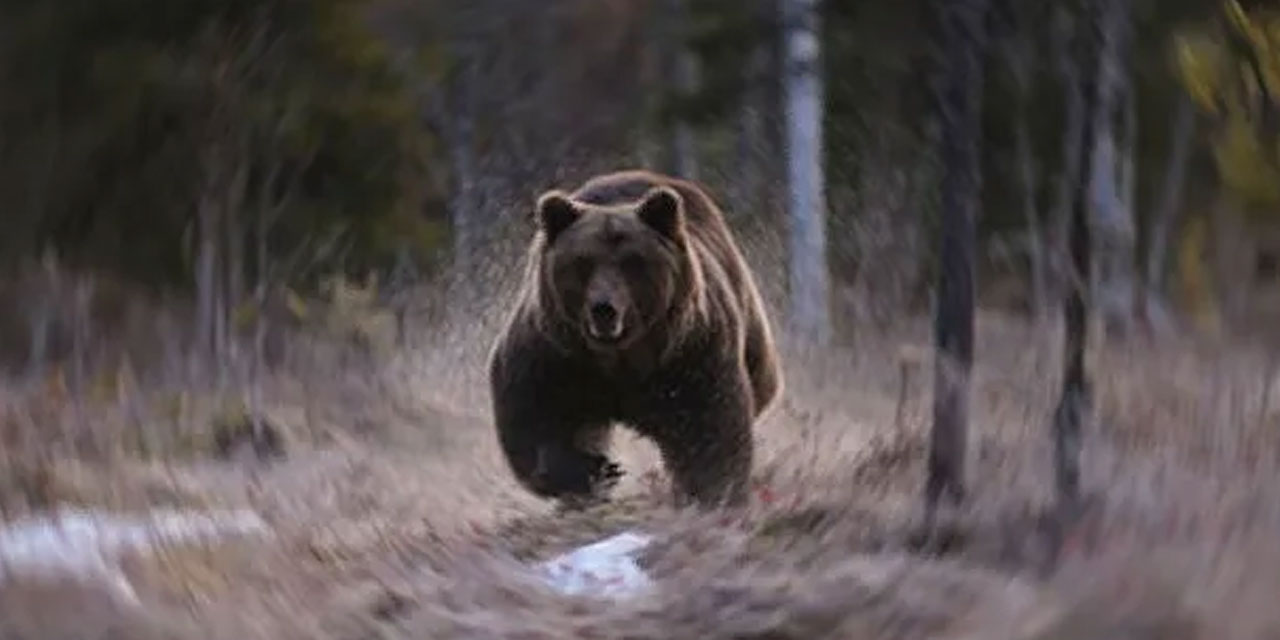 Rize'de Ayı Dehşeti: Evler ve Araçlar Paramparça!