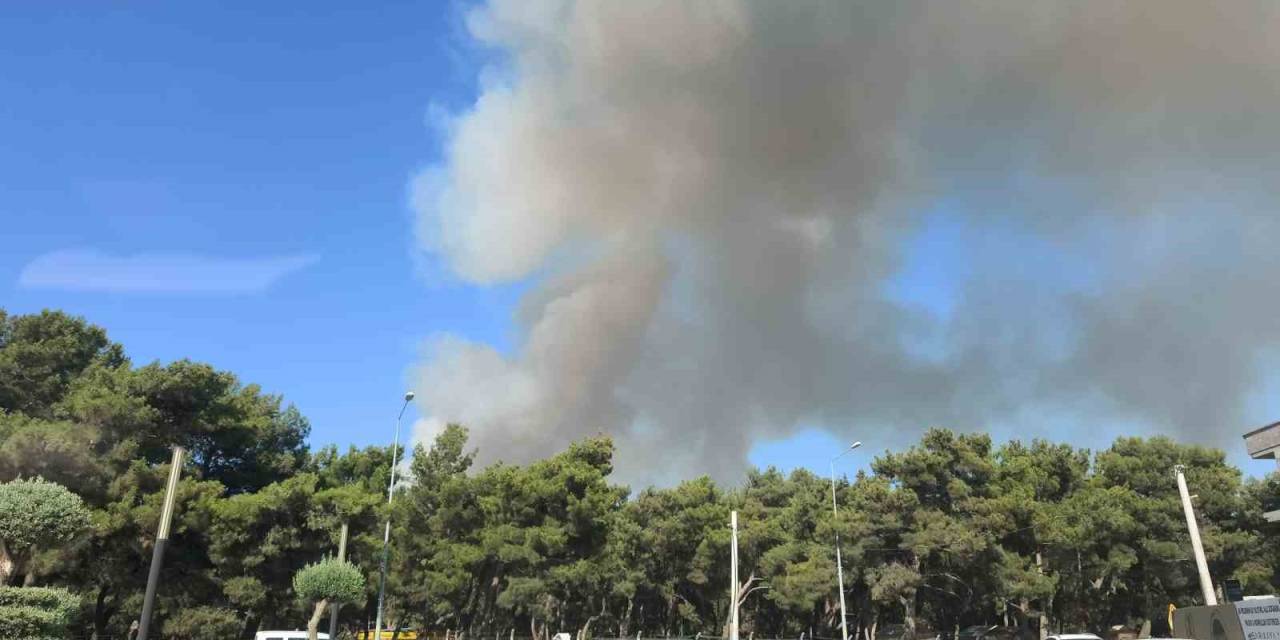 Buca’da Orman Yangını