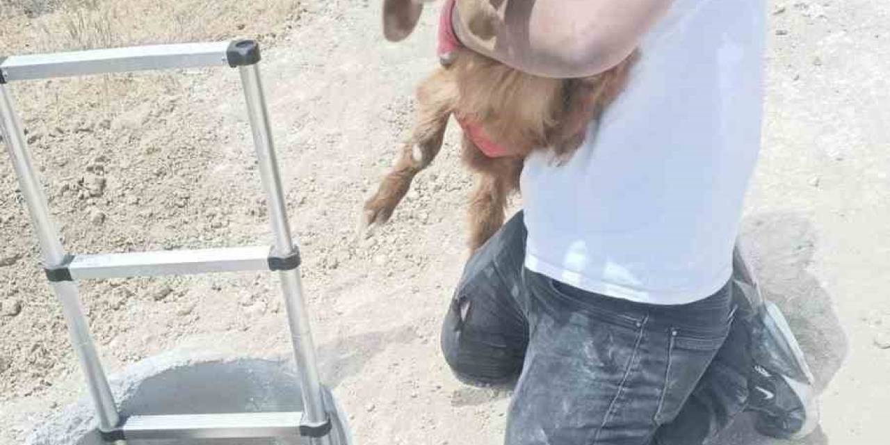 Elazığ’da Kuyuya Düşen Keçi Ve Koyunları İtfaiye Kurtardı