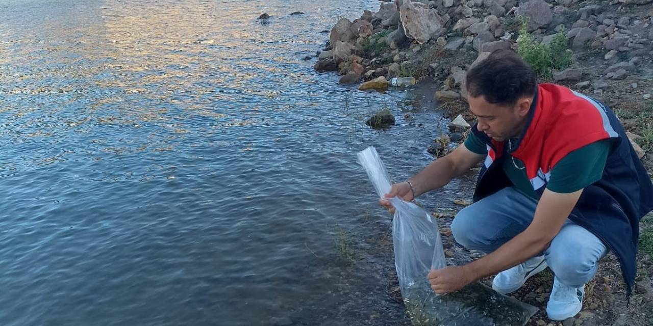 Beyşehir’in Göletlerine Yavru Sazan Takviyesi