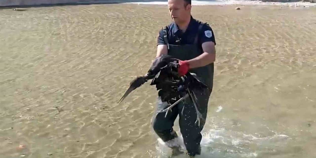 Havuza Düşen Yaralı Leylek Koruma Altına Alındı