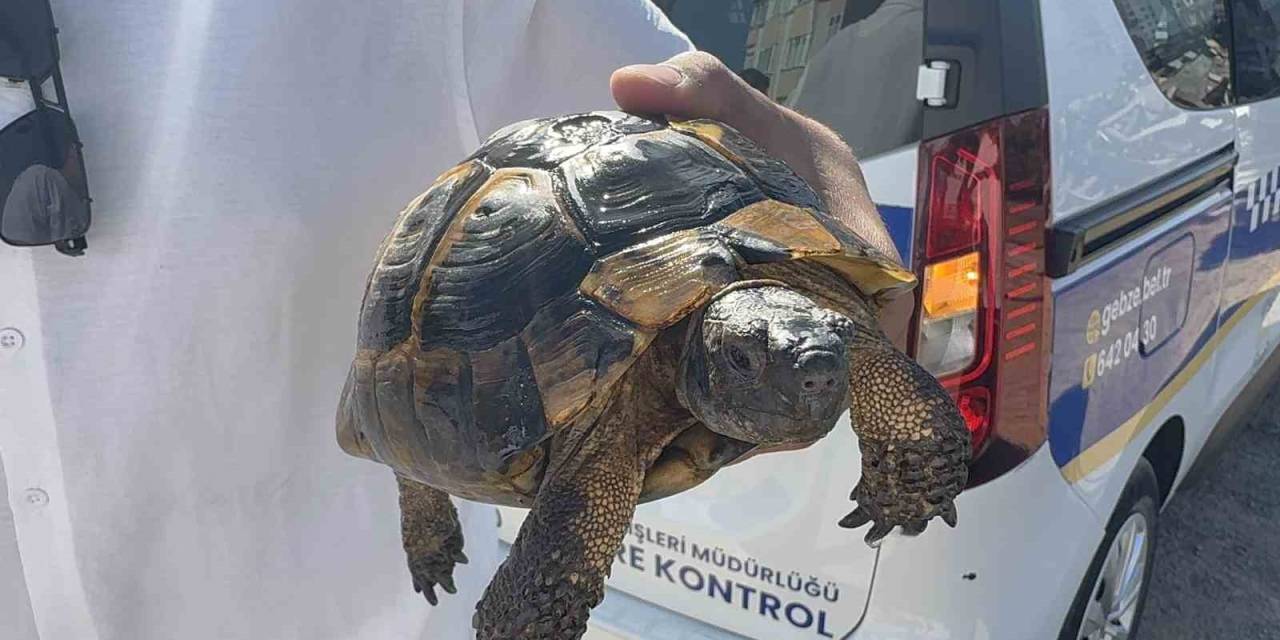 Ağaçlık Alan Ve Gecekonduya Sıçrayan Yangın Söndürüldü