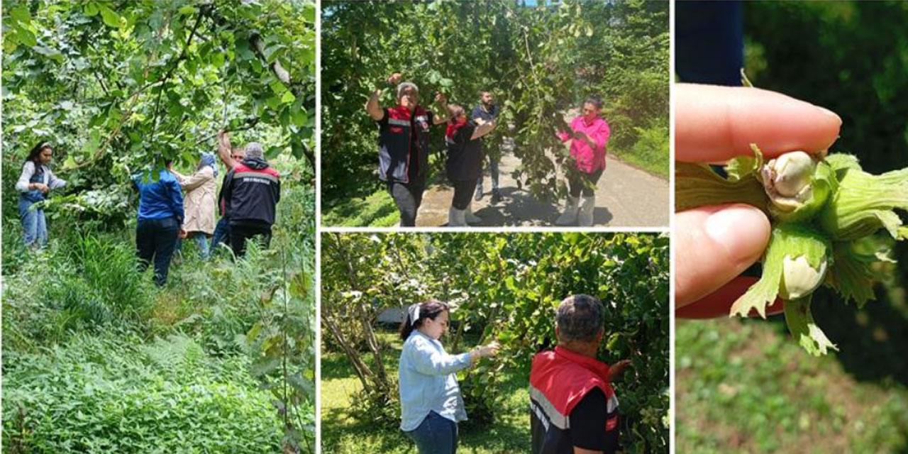 Rize'de 2025 Yılı Fındık Rekolte Tahmin Çalışmaları Tamamlandı