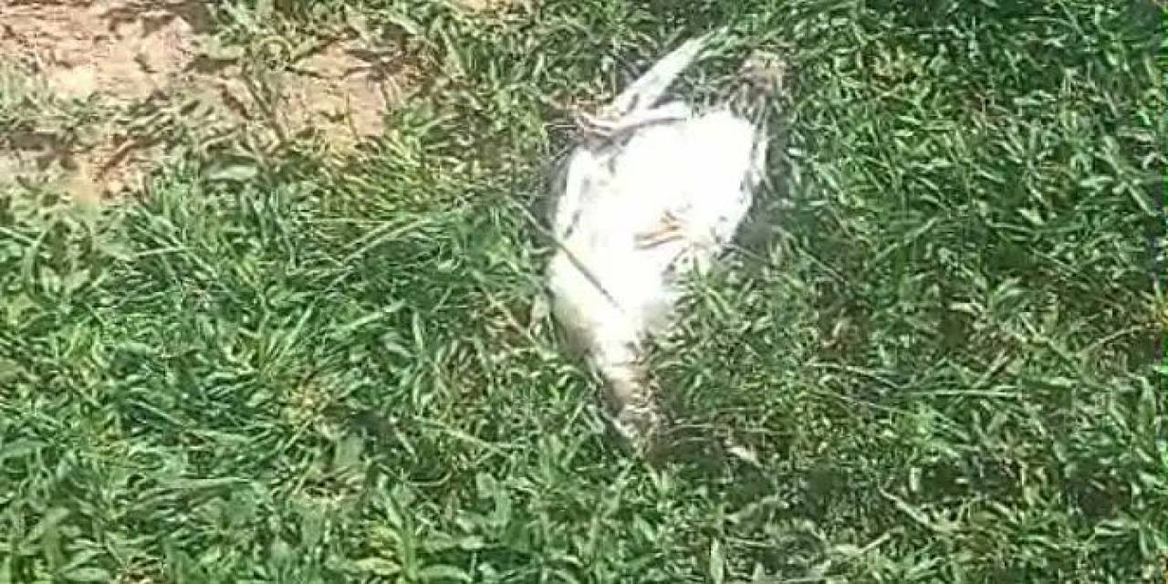 Ağrı’da Başıboş Köpekler Dehşet Saçtı: 25 Hindi Ve Tavuk Telef Oldu