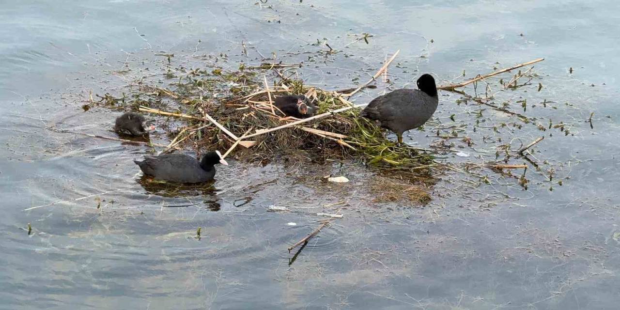 Karabatak Su Üzerine Çalı Ve Ot Taşıyarak Yuva Yaptı