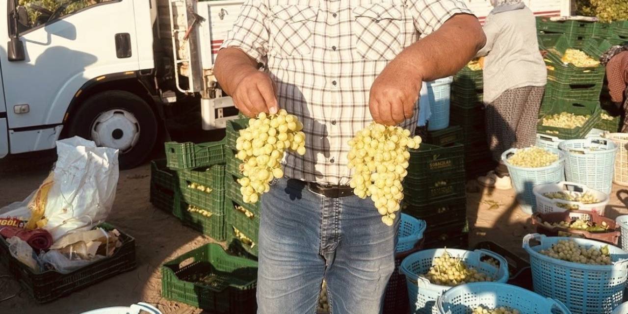 Sarıgöl’de Erkenci Üzümler Hasat Ediliyor