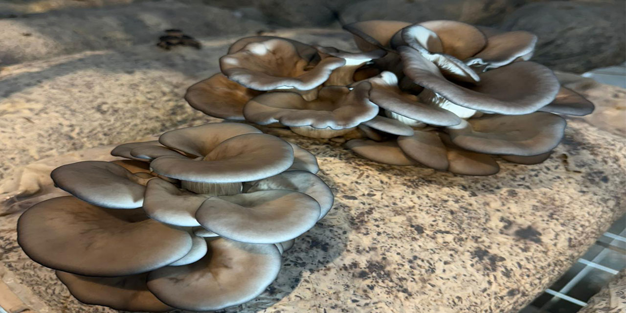 En Mutlu Köy’de, İstiridye Mantarı Üretimine Başlandı Üretilen Mantarlar, Market Reyonlarında Yerini Aldı