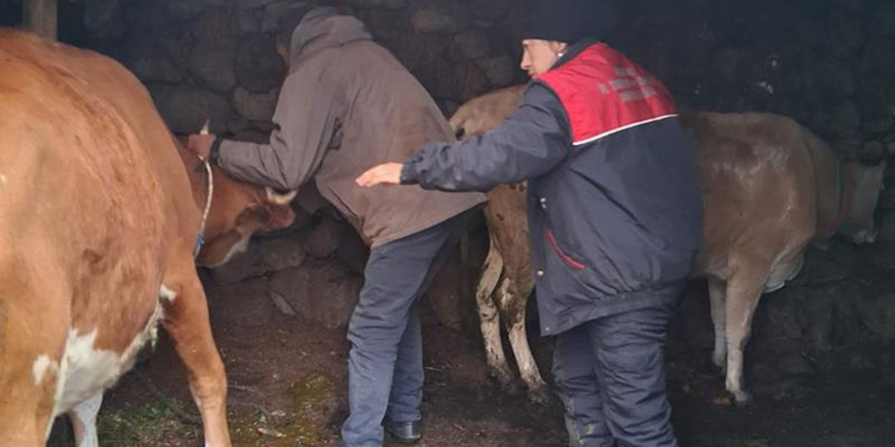 Rize’de Şap Hastalığına Karşı Yoğun Mücadele