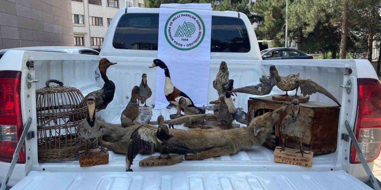 Afyonkarahisar’da 14 Tahnit Hayvan Ve 2 Kafes Ele Geçirildi
