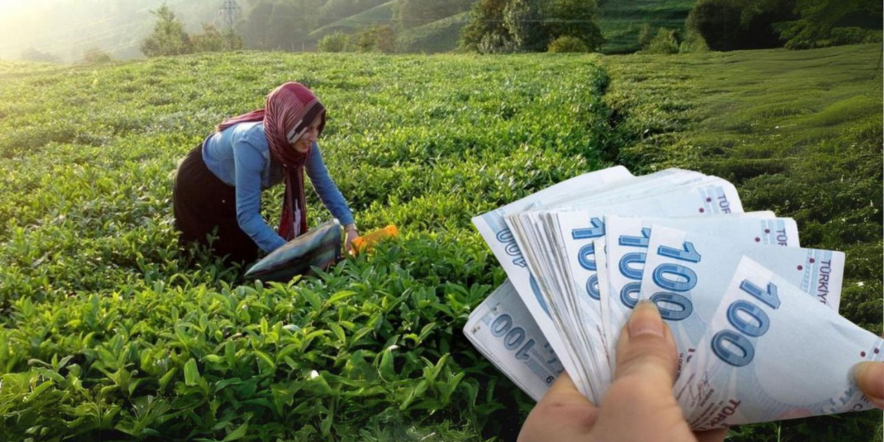 Rize'de Mazot ve Gübre Desteği Askıya Çıktı: Üreticilere Son Tarih Uyarısı!