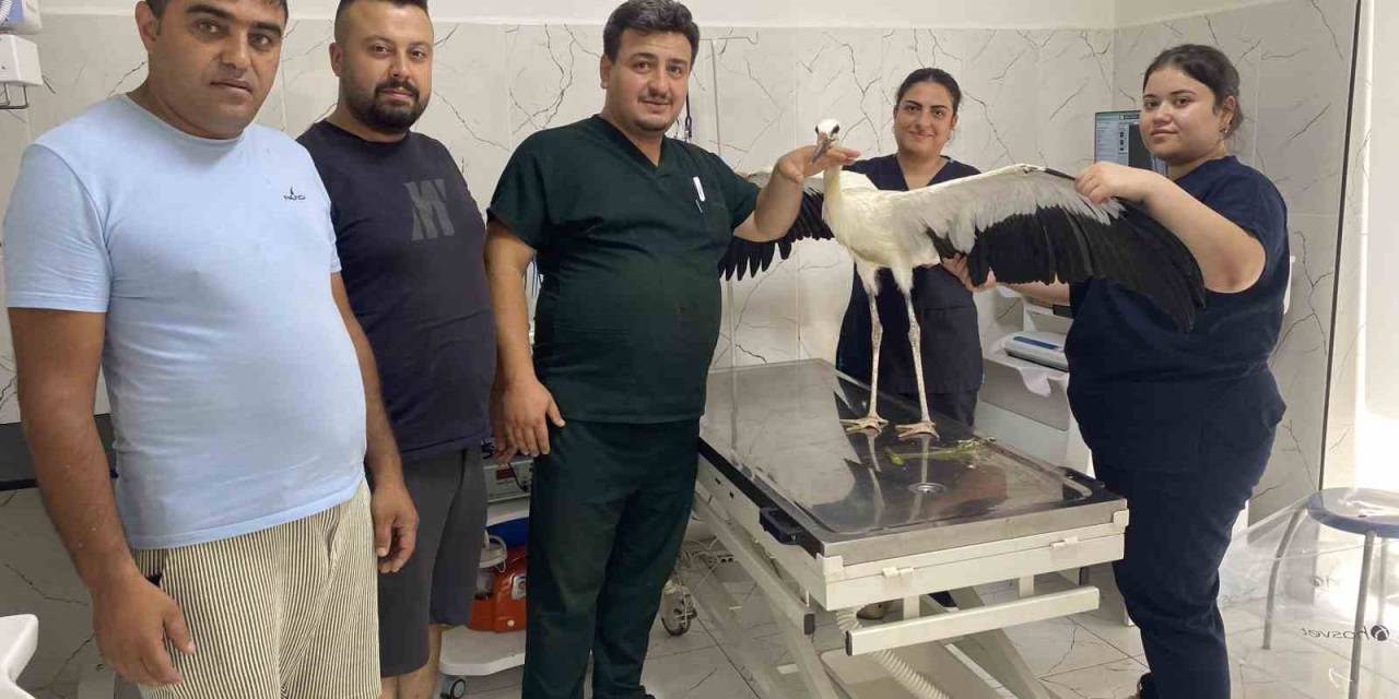 Alaşehir’de Susuz Kalan Leylek Kurtarıldı