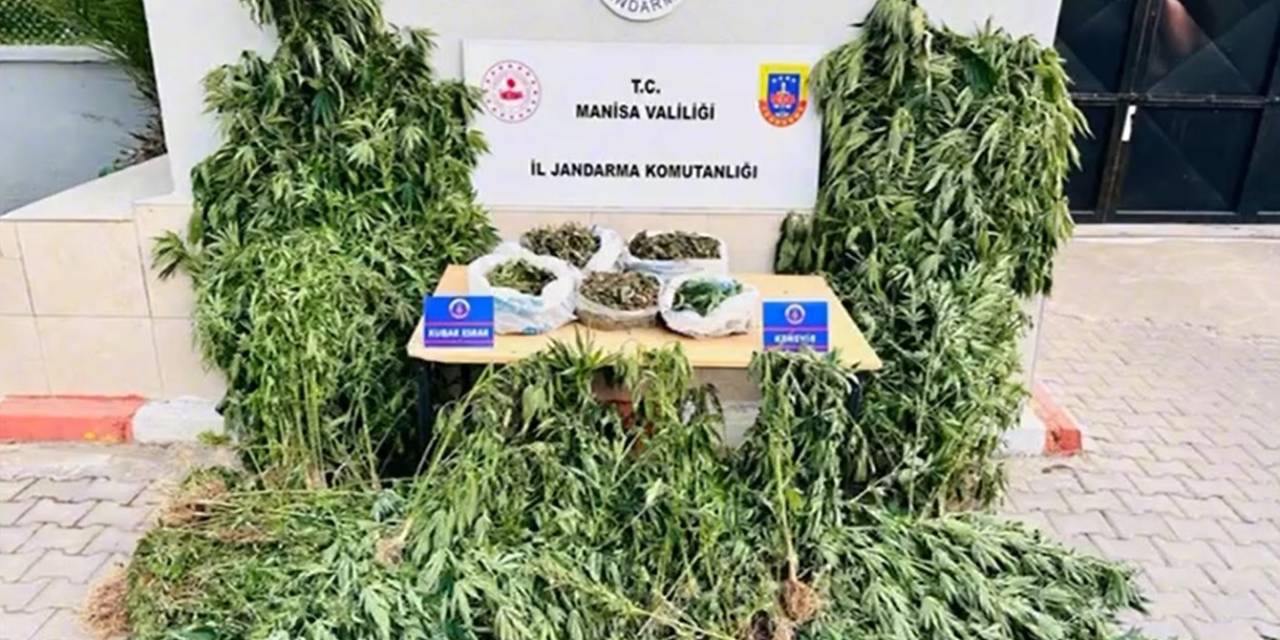 Alaşehir’de Yasa Dışı Kenevir Ekimine Jandarma Darbesi