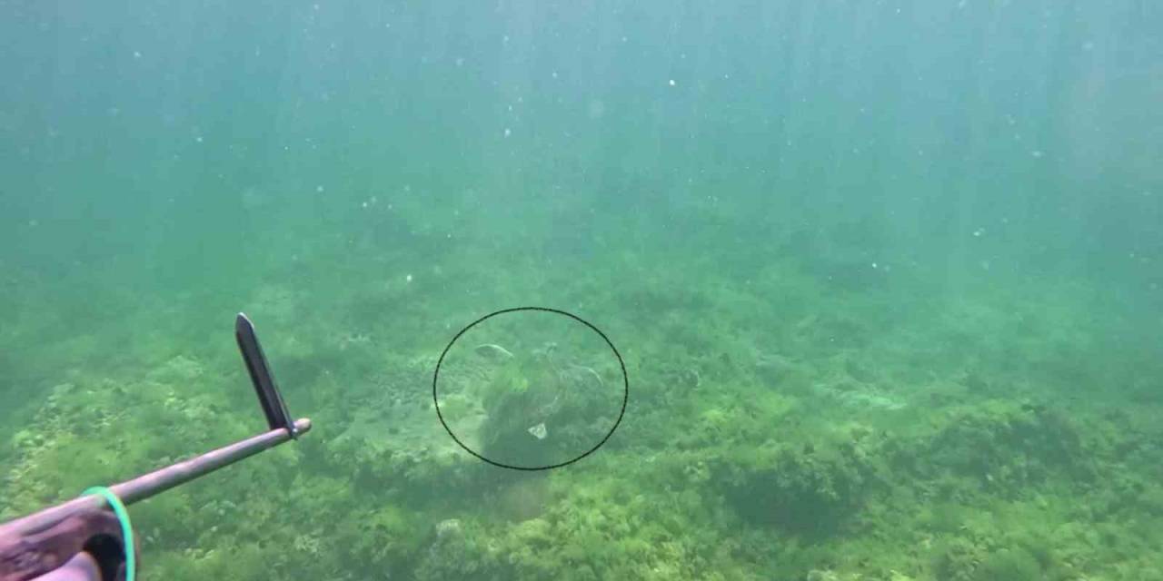 Marmara Denizi’nde Bir İlk: Caretta Caretta Su Altında Görüntülendi