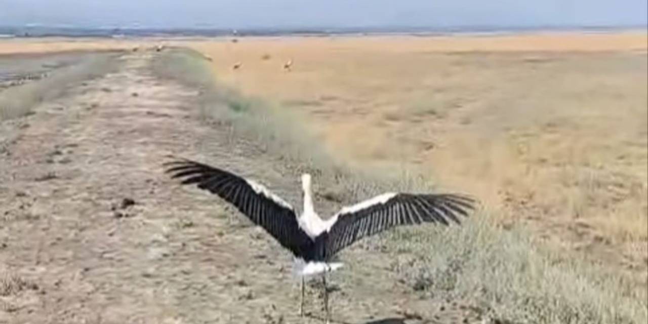 Yuvadan Düşen Leylek Tedavisinin Ardından Doğaya Salındı