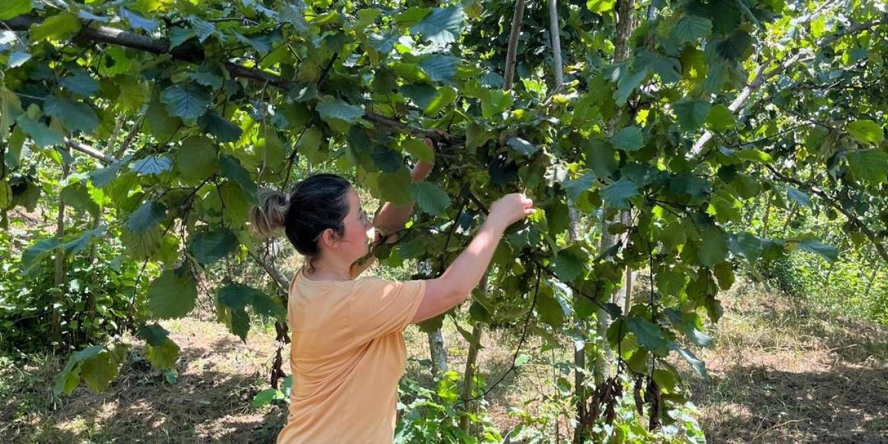 2025 Yılı Fındık Rekolte Tahmini Çalışmaları Tamamlandı