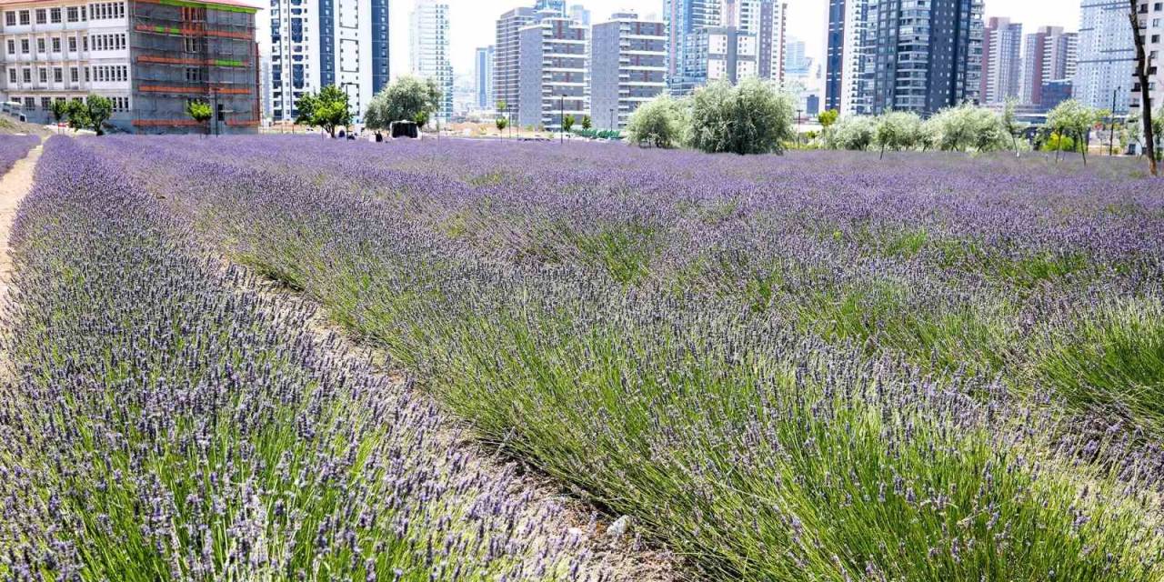 Keçiören’in Lavanta Ve Gül Bahçesi Ziyaretçileri Tarafından Beğeni Görüyor