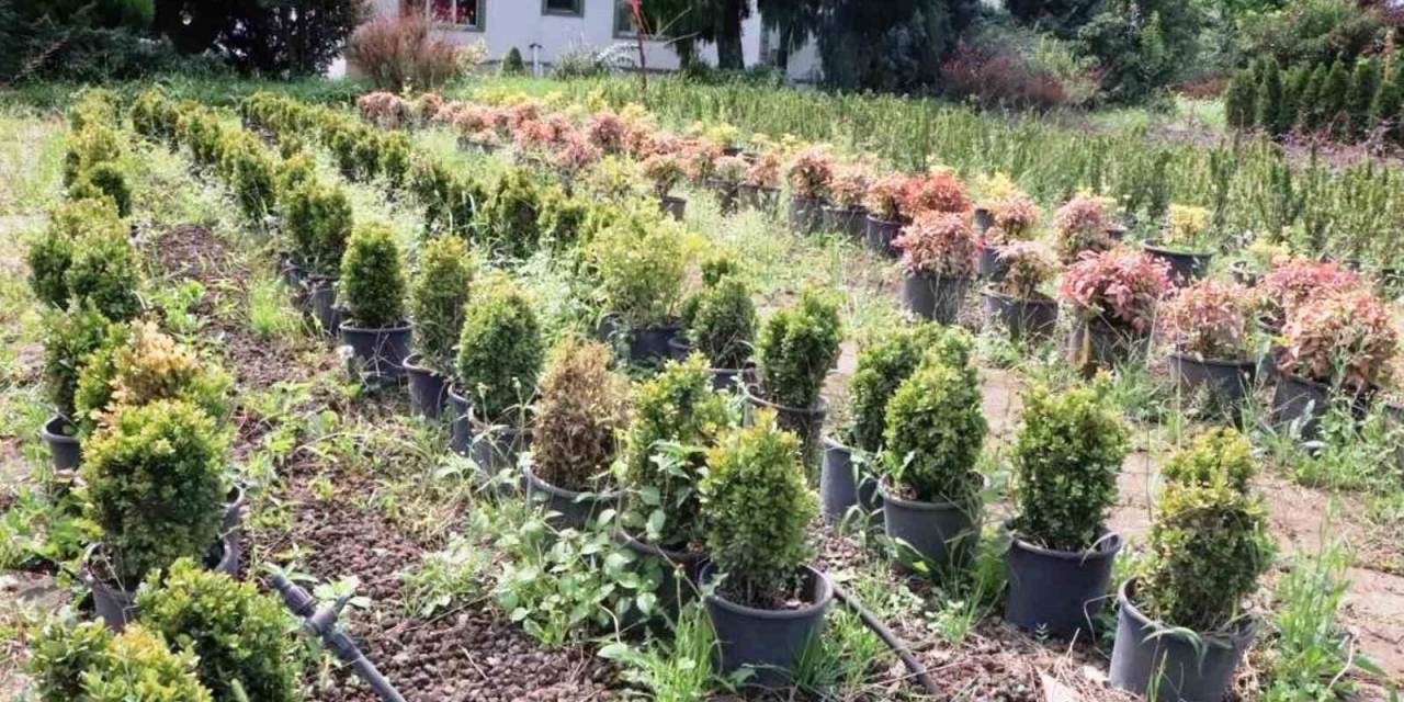 Samsun’da Üretilen Fidanlarla Türkiye Nefes Alıyor