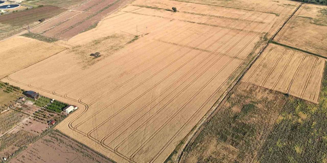 Melezlerden Elde Edilen 4 Çeşit Buğday, Hasat İçin Gün Sayıyor