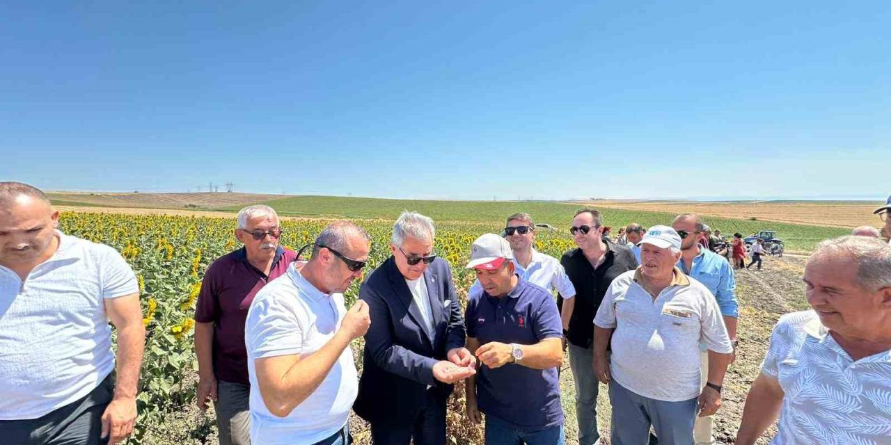 Bandırma’da Nohut Hasadı Şenliği