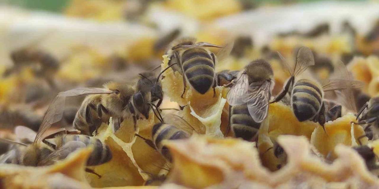 Ardahan Arı Yetiştiricileri Birliği Başkanı Evliyaoğlu: "hakiki Bal Donup Kristalize Olur’’