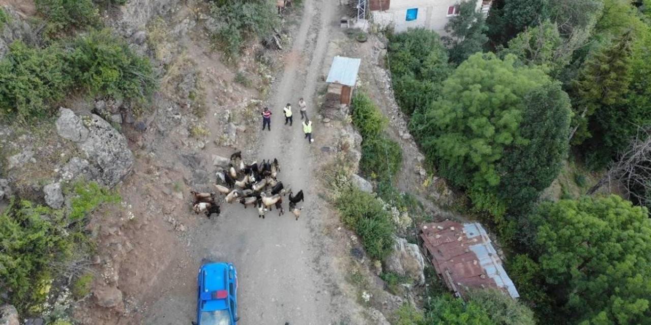 Kaybolan 30 Küçükbaş Hayvan Dron İle Bulundu