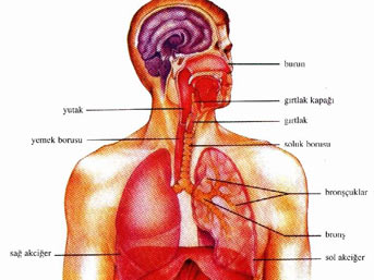 Devrim niteliğinde bir ameliyat