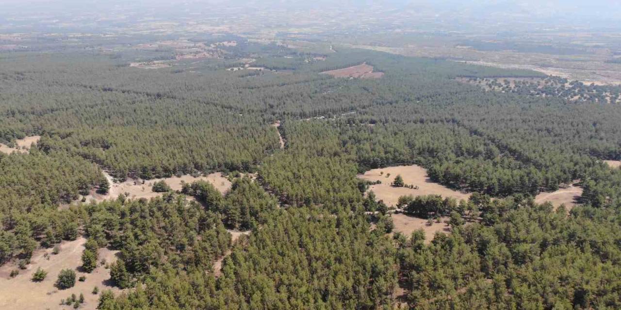 Karacasu Kaymakamlığı’ndan ’ormana Giriş Yasağı’ Hatırlatması