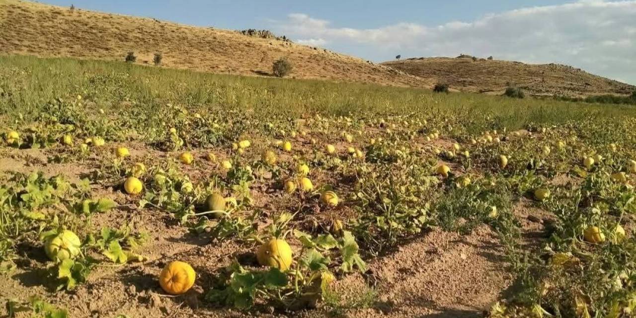 Kabak Üreticileri, Yağış Olmadığı İçin Dertli