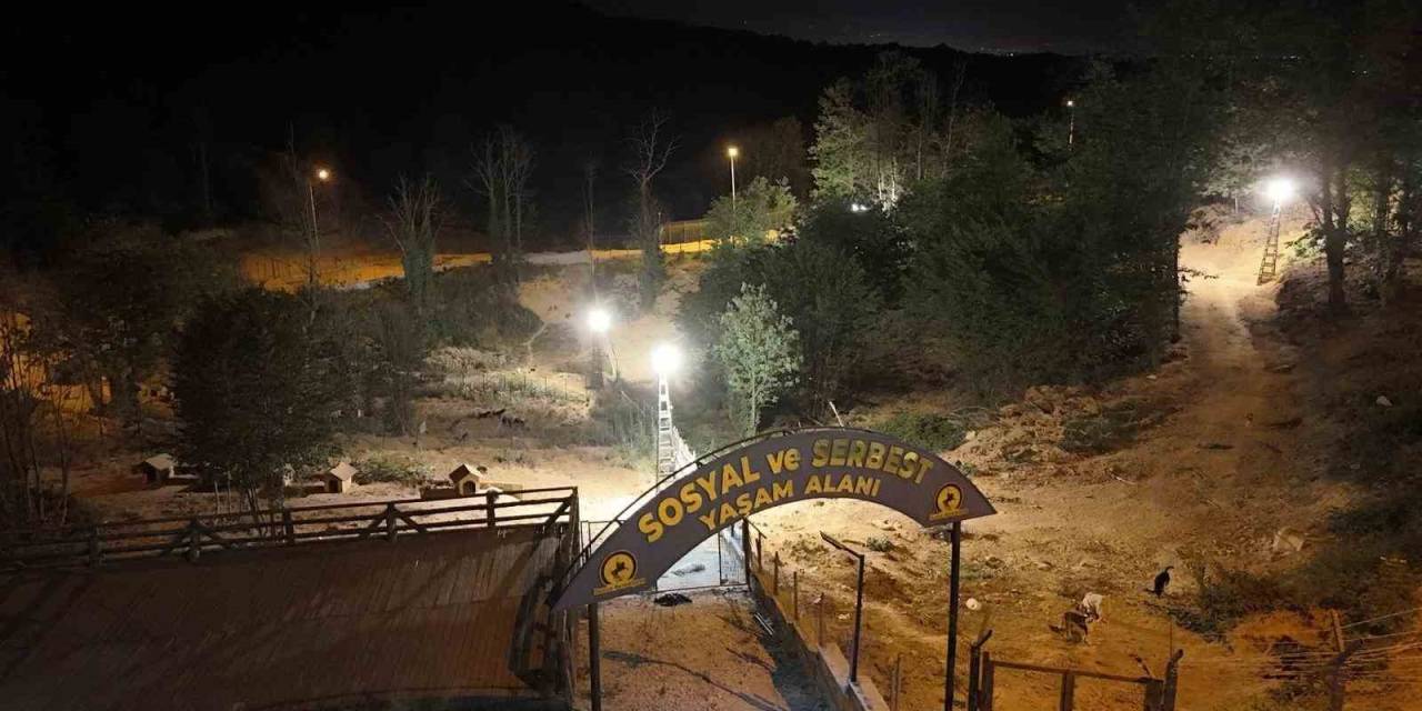 Sokak Hayvanları İçin 80 Bin Metrekare Rehabilitasyon Merkezi