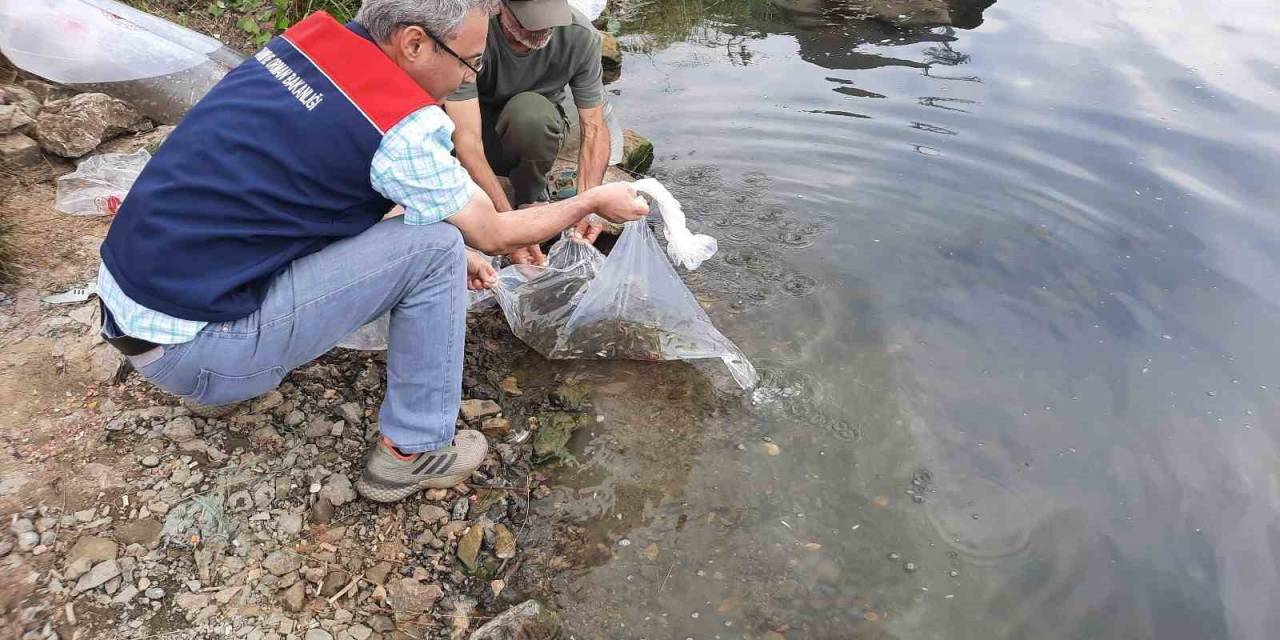 Topuk Yaylası Göletine 100 Bin Adet Pullu Sazan Yavrusu Bırakıldı