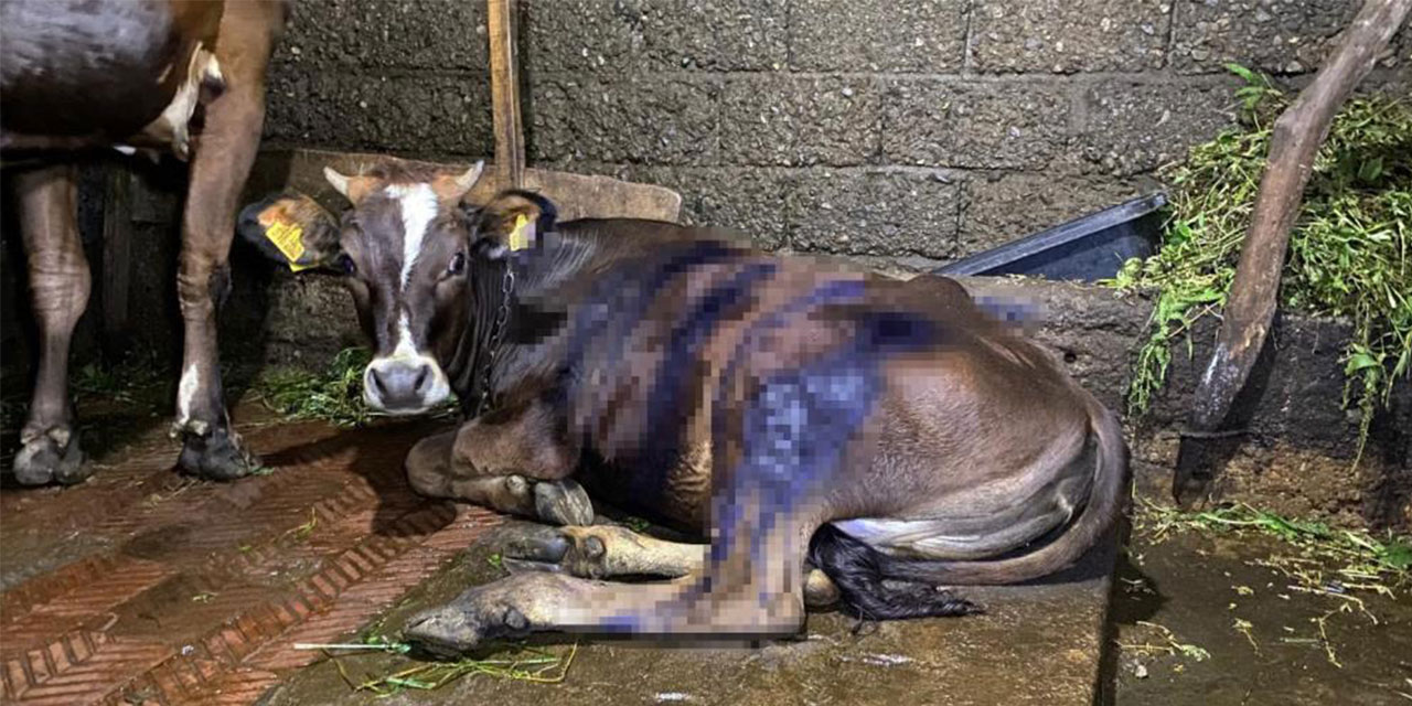 Artvin'de ayı saldırısı: Köylülerin müdahalesiyle inek kurtarıldı