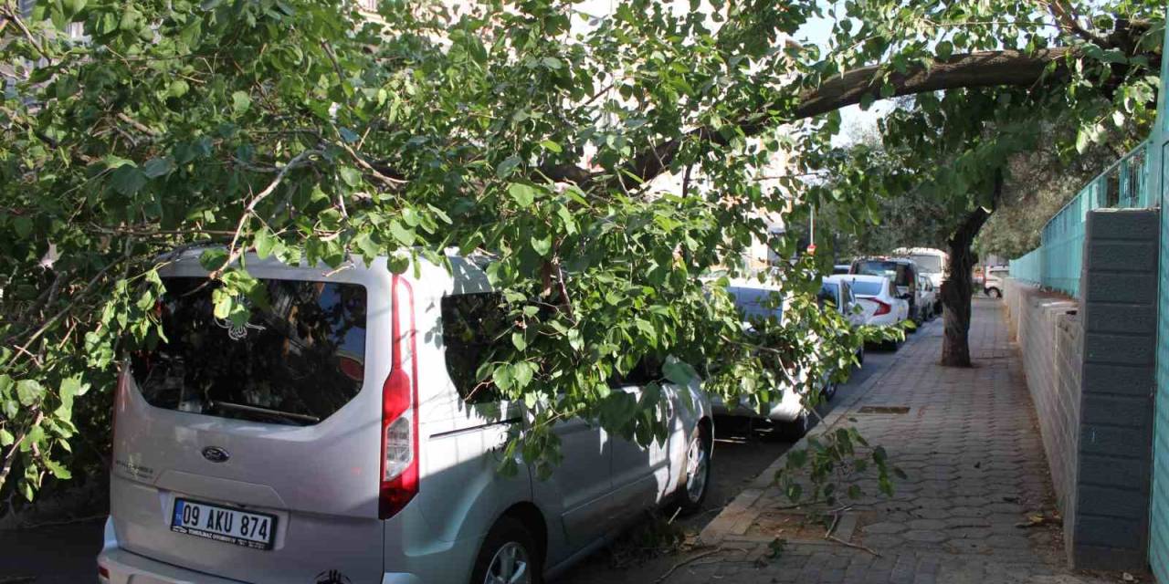 Park Halindeki Araca Ağaç Devrildi