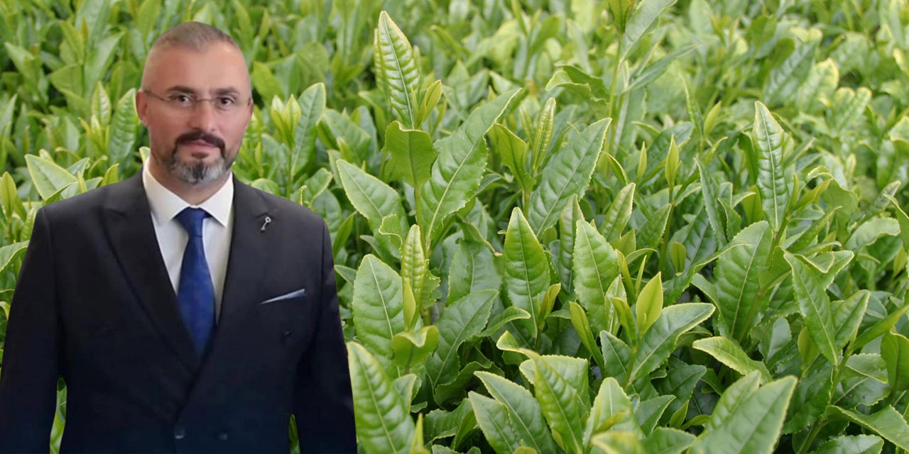 Kutanoğlu: “Çayda Üretici Yalnız, Peşin Alım Oyunu Devam Ediyor. Çay Kanunu Neden Halâ Çıkmadı?”