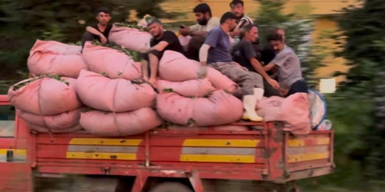 Rize'de tıka basa çay dolu kamyonun kasasında tehlikeli yolculuk