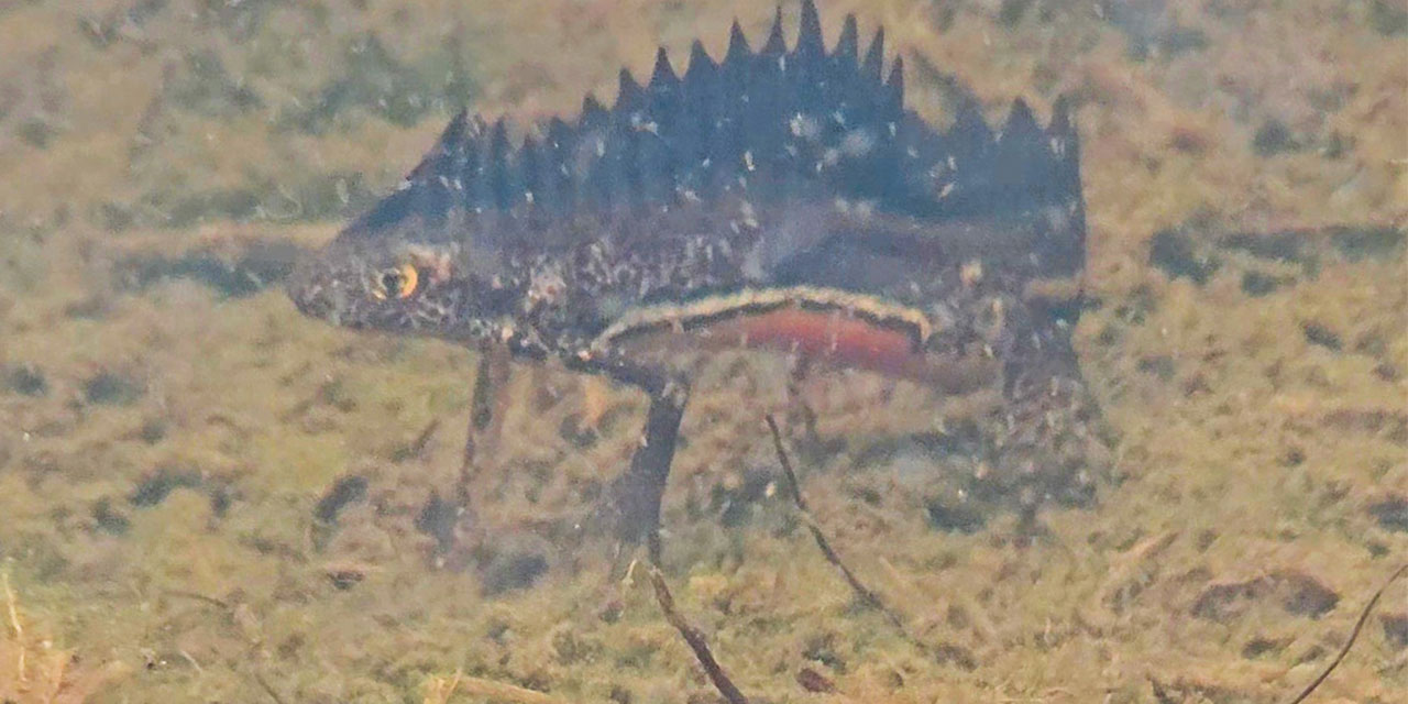 Artvin’de nesli tehlike altındaki Kafkas semenderi görüntülendi