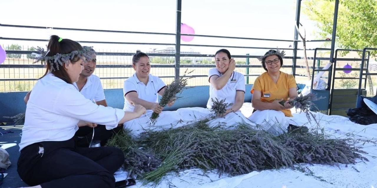 Lavanta Ve Kekik Hasadı Renkli Görüntülere Sahne Oldu