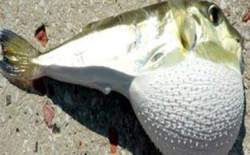 Bu balığı kesinlikle yememelisiniz!