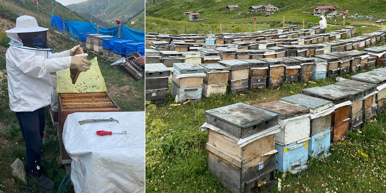Anzer Balı için Referans Hasat Başladı
