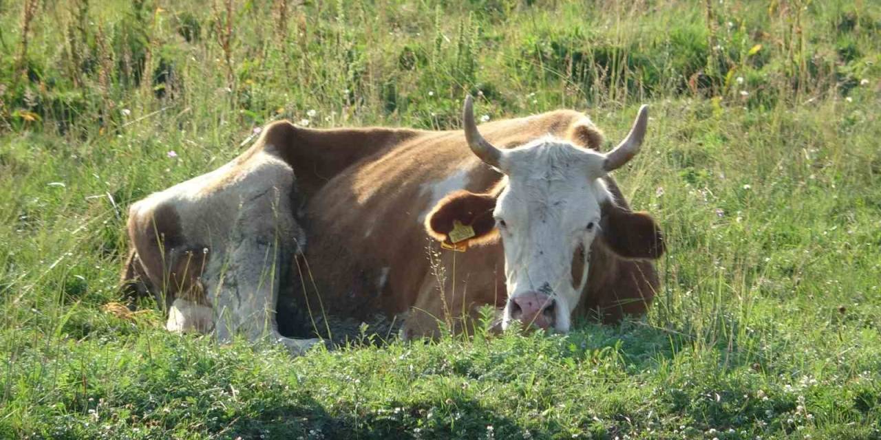 Ardahan’da Şap Korkusu
