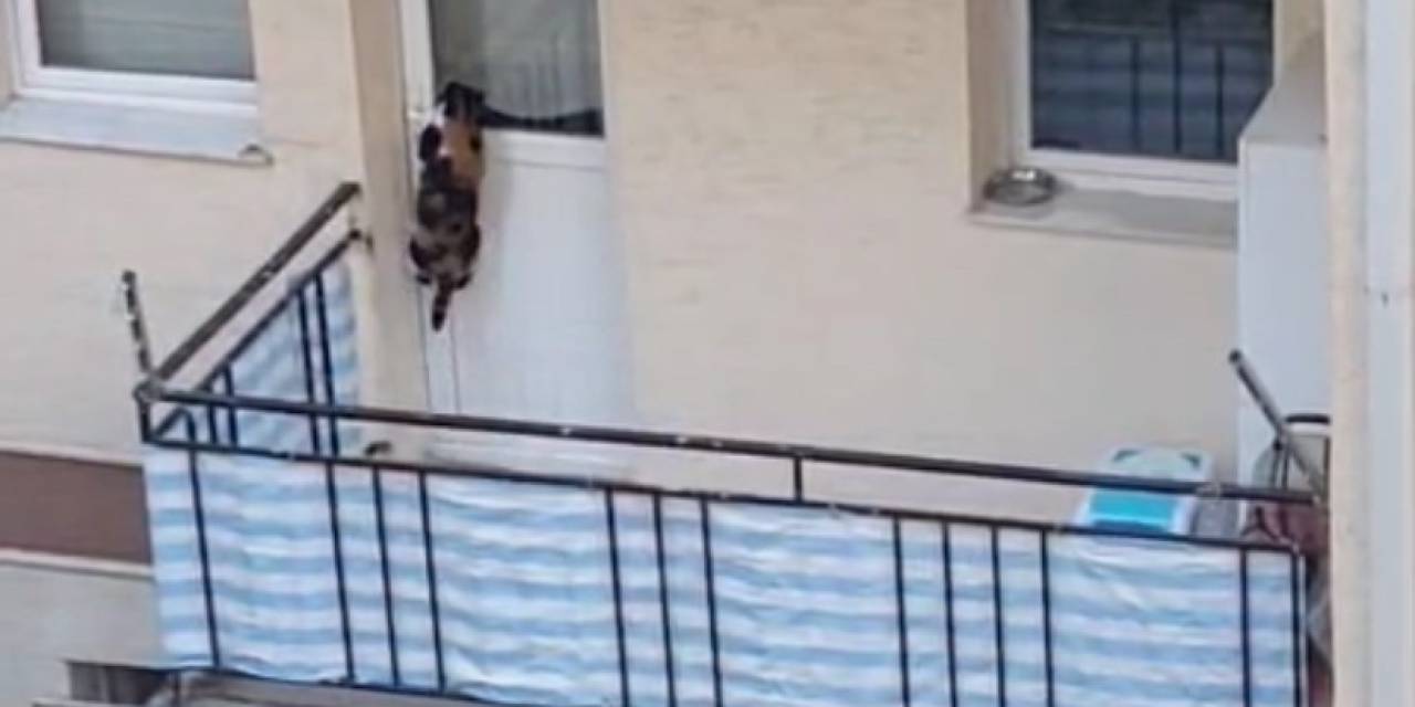 Kedinin Balkona Mahkum Edildiği İddiası Polisi Harekete Geçirdi