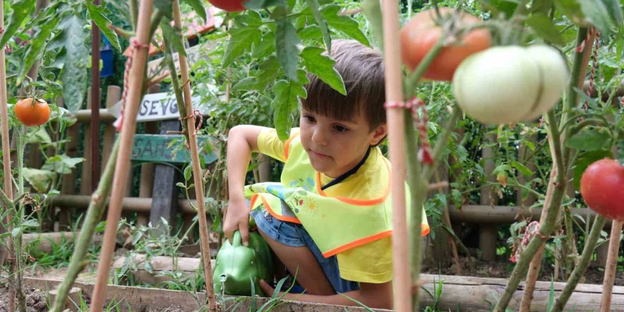 Lokomotif Çocuk Köyü’nde Hasat Zamanı