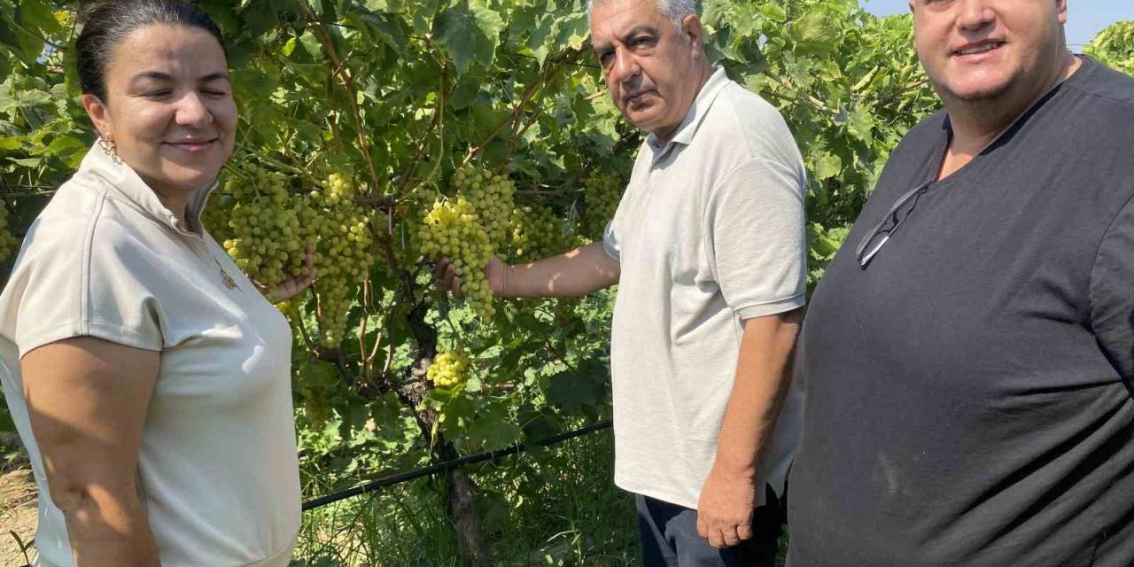 40 Yaşından Sonra Okuyup Kalıntısız Üzüm Yetiştirdi