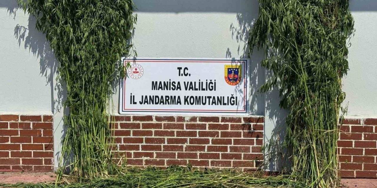 Soma’da 1.620 Kök Kenevir Ele Geçirildi