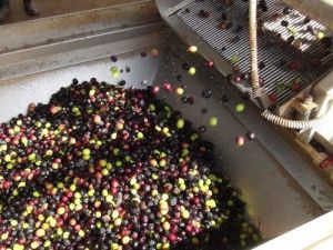 Zeytin Üreticisi Altın Yılını Yaşayacak
