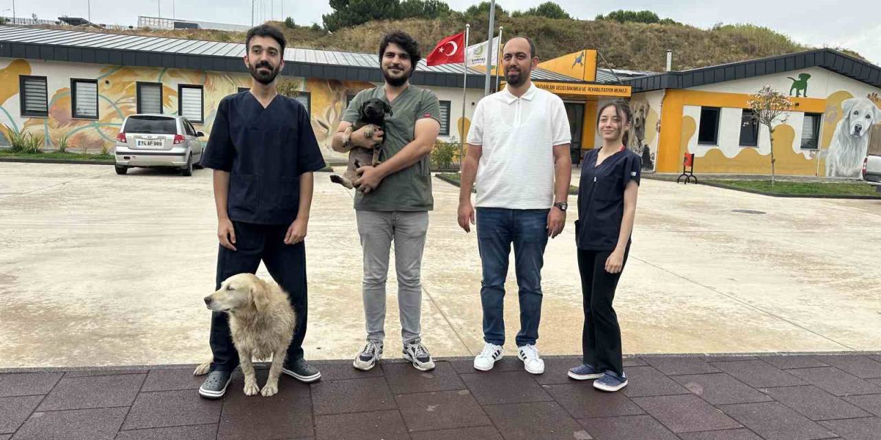 Zifte Bulanan Yavru Köpek Rehabilitasyon Merkezinde Yaşama Tutundu